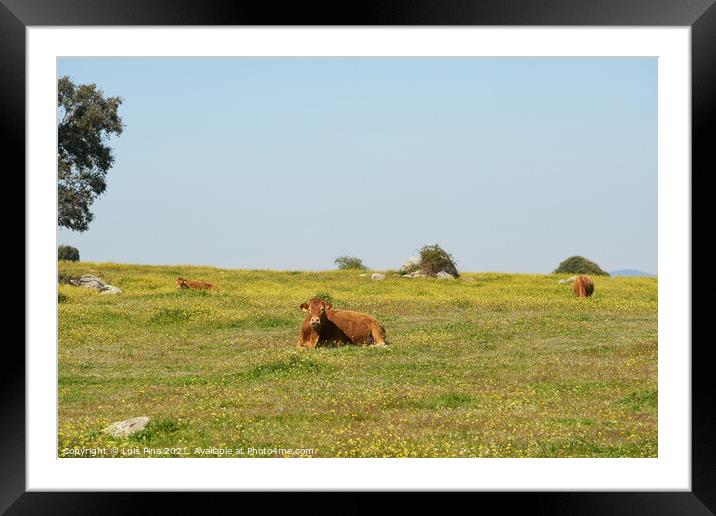 Cows on a flowers field eating grass, in Alentejo, Portugal Framed Mounted Print by Luis Pina