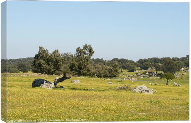 Alentejo landscape with olive tree and yellow flowers in Portugal Canvas Print by Luis Pina