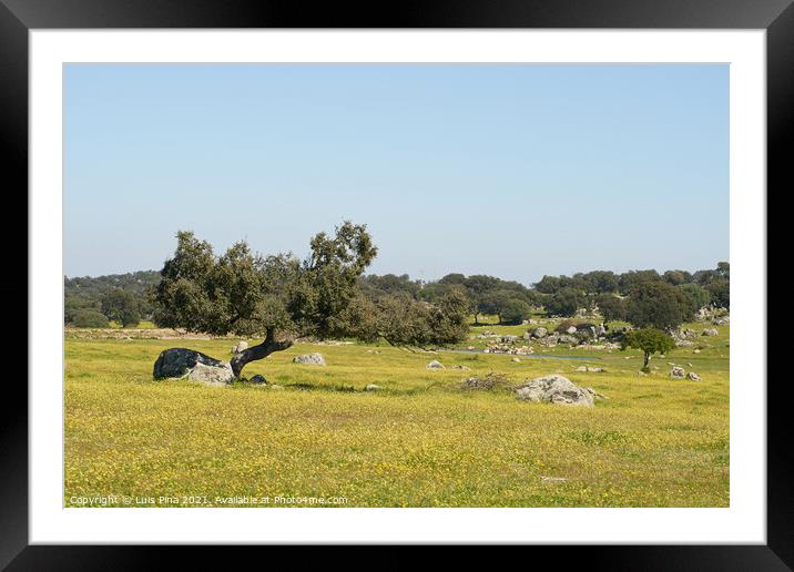 Alentejo landscape with olive tree and yellow flowers in Portugal Framed Mounted Print by Luis Pina