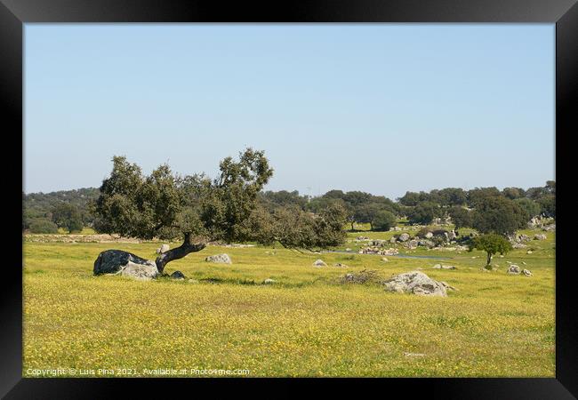 Alentejo landscape with olive tree and yellow flowers in Portugal Framed Print by Luis Pina