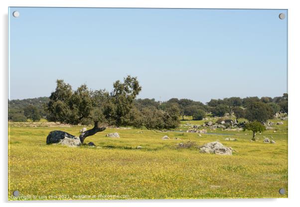 Alentejo landscape with olive tree and yellow flowers in Portugal Acrylic by Luis Pina