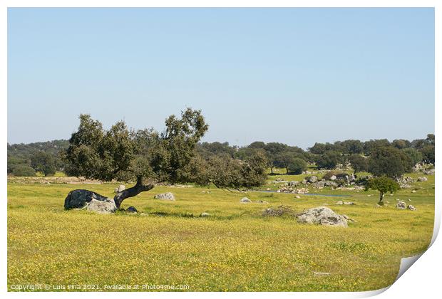 Alentejo landscape with olive tree and yellow flowers in Portugal Print by Luis Pina