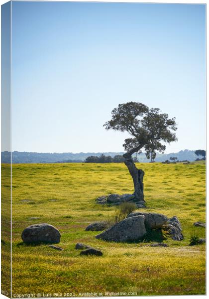Beautiful olive tree alone in Alentejo landscape with yellow flowers in Portugal Canvas Print by Luis Pina