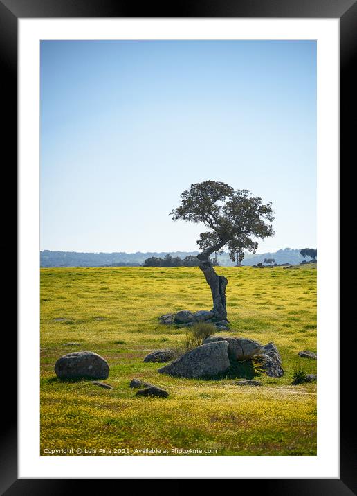 Beautiful olive tree alone in Alentejo landscape with yellow flowers in Portugal Framed Mounted Print by Luis Pina