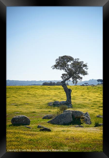 Beautiful olive tree alone in Alentejo landscape with yellow flowers in Portugal Framed Print by Luis Pina