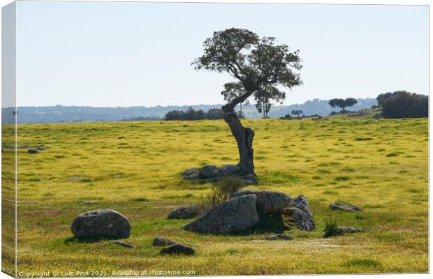 Beautiful olive tree alone in Alentejo landscape with yellow flowers in Portugal Canvas Print by Luis Pina