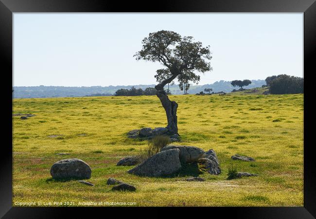Beautiful olive tree alone in Alentejo landscape with yellow flowers in Portugal Framed Print by Luis Pina