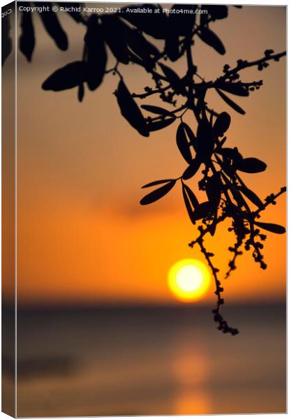 Silhouette of leaves at sunset Canvas Print by Rachid Karroo