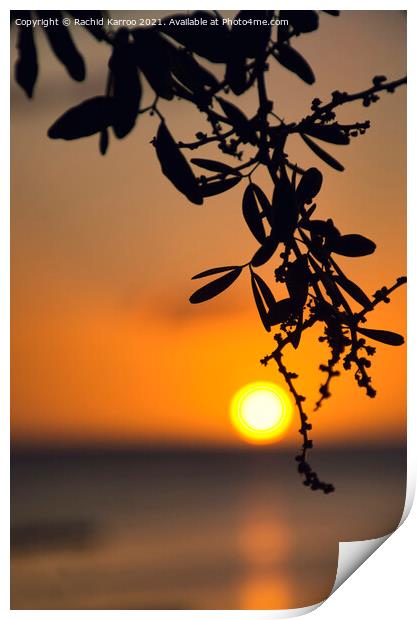 Silhouette of leaves at sunset Print by Rachid Karroo
