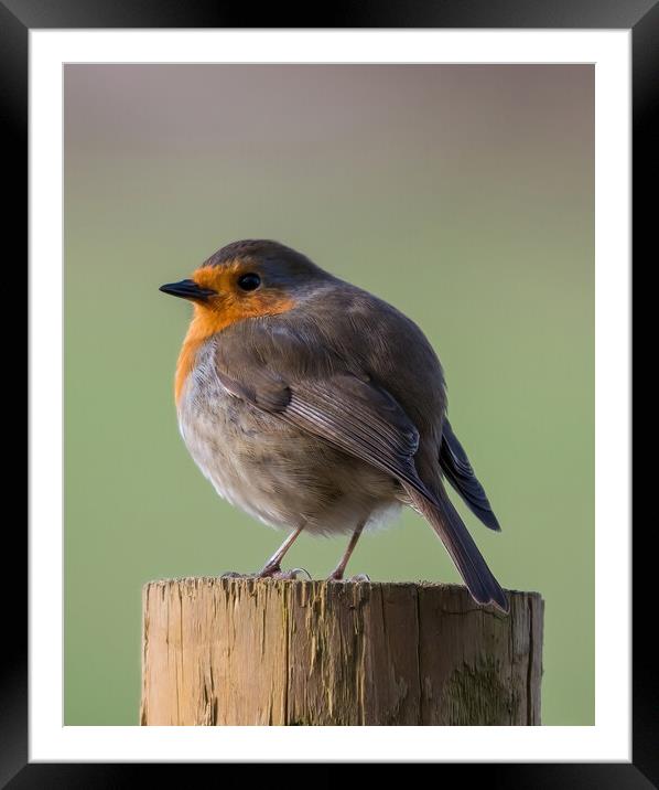 Cosy Christmas Robin Framed Mounted Print by Tracey Turner