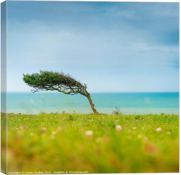 Bent tree, South Downs National Park Canvas Print by Justin Foulkes