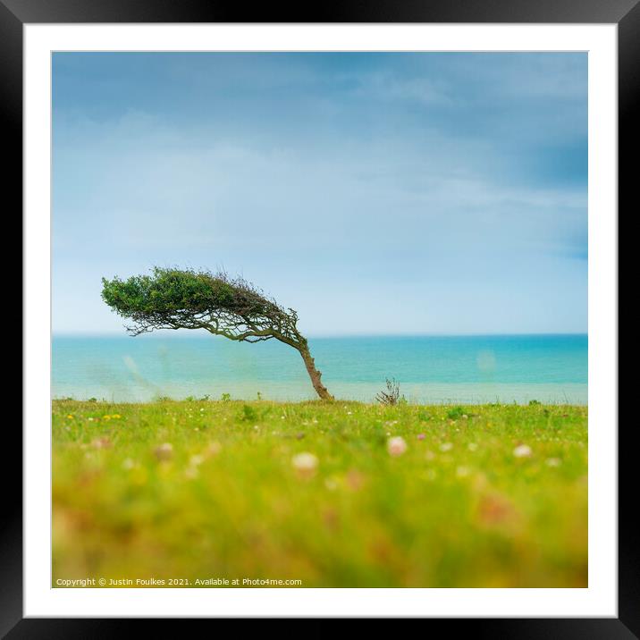 Bent tree, South Downs National Park Framed Mounted Print by Justin Foulkes