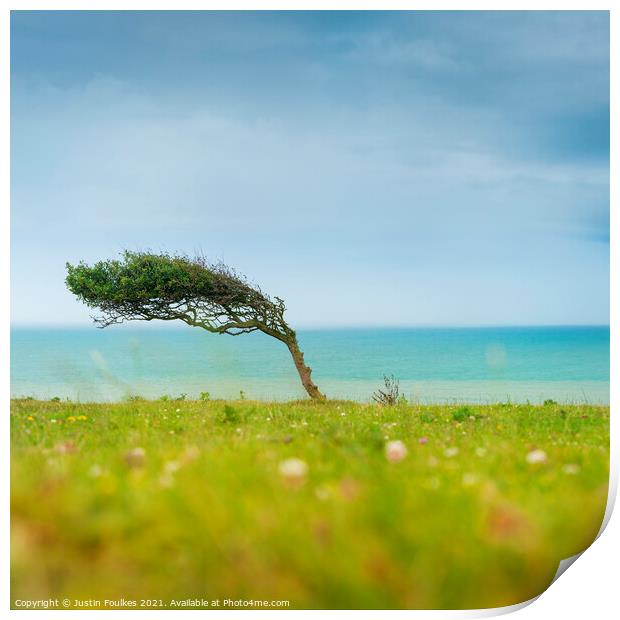 Bent tree, South Downs National Park Print by Justin Foulkes