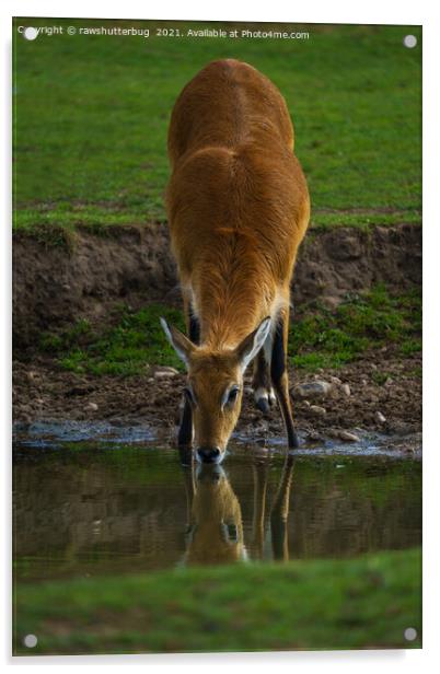 Lechwe Drinking Water Acrylic by rawshutterbug 