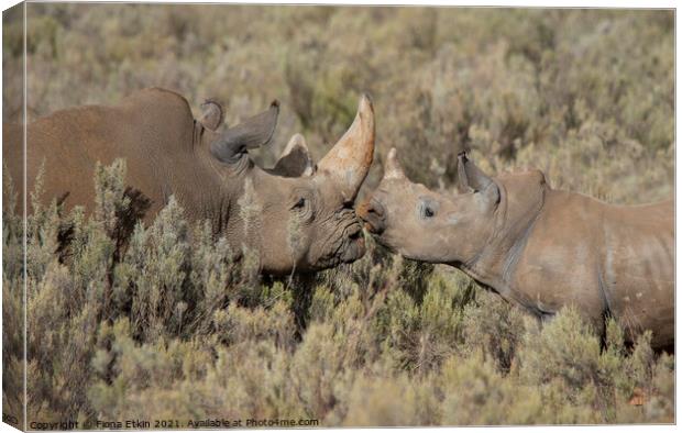 Rhinos in the African Bushveld Canvas Print by Fiona Etkin
