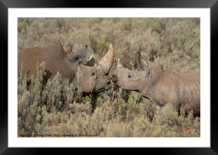 Rhinos in the African Bushveld Framed Mounted Print by Fiona Etkin