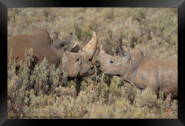 Rhinos in the African Bushveld Framed Print by Fiona Etkin