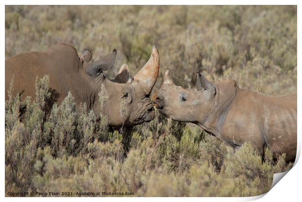 Rhinos in the African Bushveld Print by Fiona Etkin