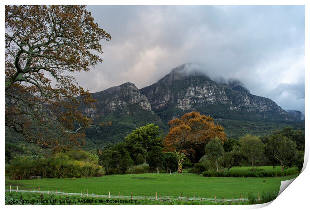 Mountainview from Kirstenbosch gdns Print by Fiona Etkin