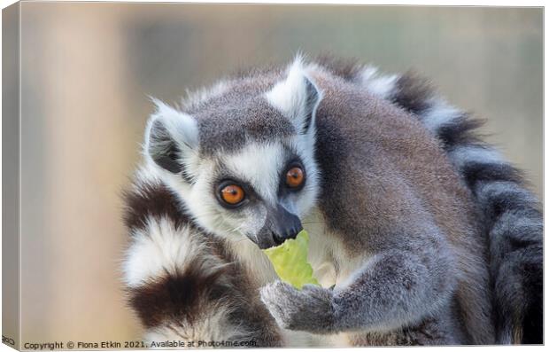 Ringtailed Lemur with lettuce  Canvas Print by Fiona Etkin