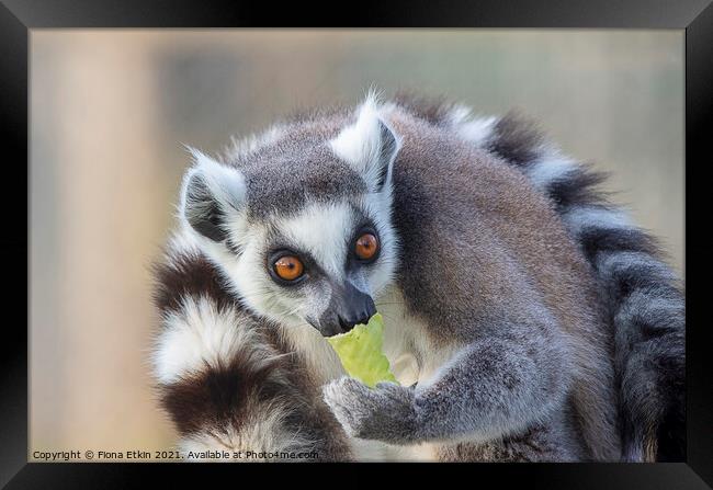 Ringtailed Lemur with lettuce  Framed Print by Fiona Etkin