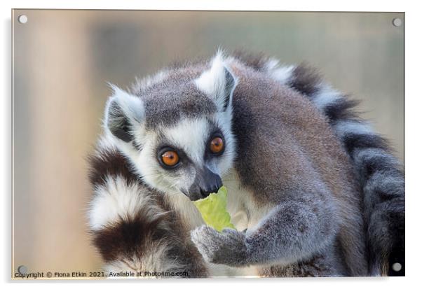 Ringtailed Lemur with lettuce  Acrylic by Fiona Etkin