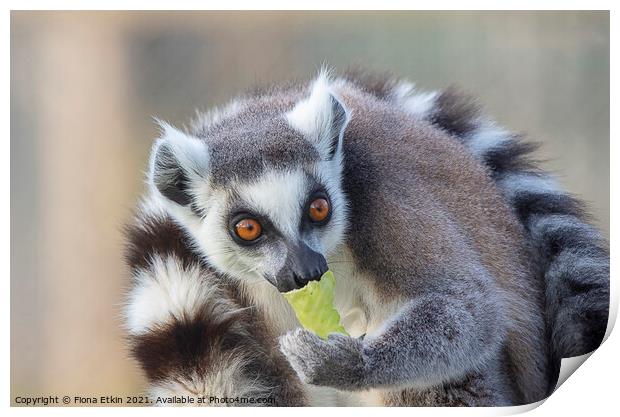 Ringtailed Lemur with lettuce  Print by Fiona Etkin