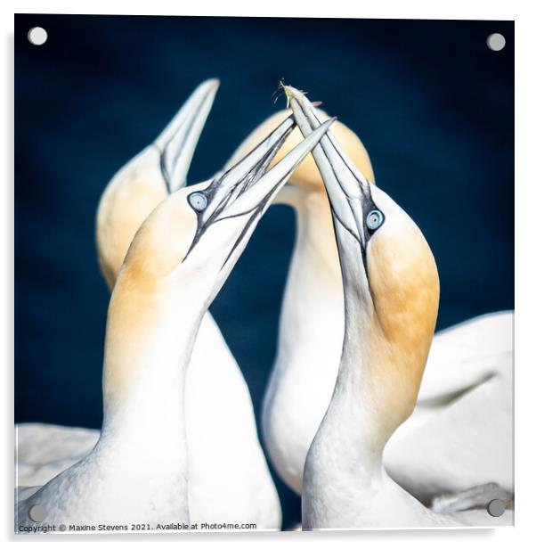Gannets Acrylic by Maxine Stevens