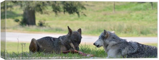 Wolf's eating Canvas Print by Michael bryant Tiptopimage