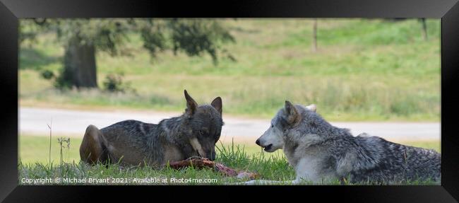 Wolf's eating Framed Print by Michael bryant Tiptopimage