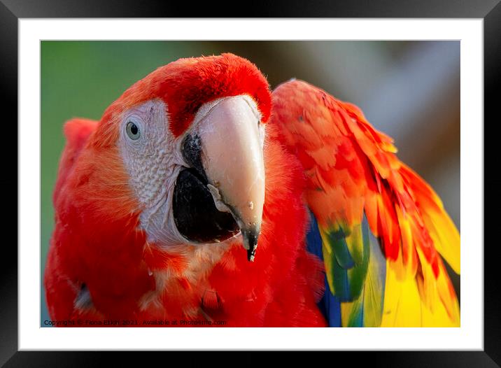 Scarlet Macaw close up portrait Framed Mounted Print by Fiona Etkin