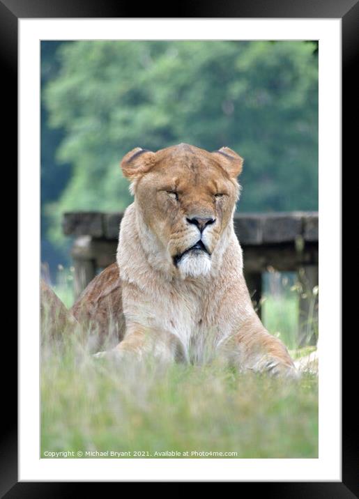 An old lion sitting in a field  Framed Mounted Print by Michael bryant Tiptopimage