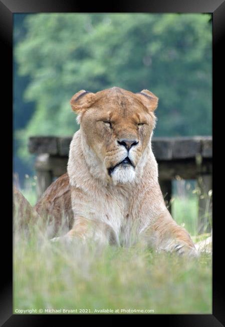 An old lion sitting in a field  Framed Print by Michael bryant Tiptopimage