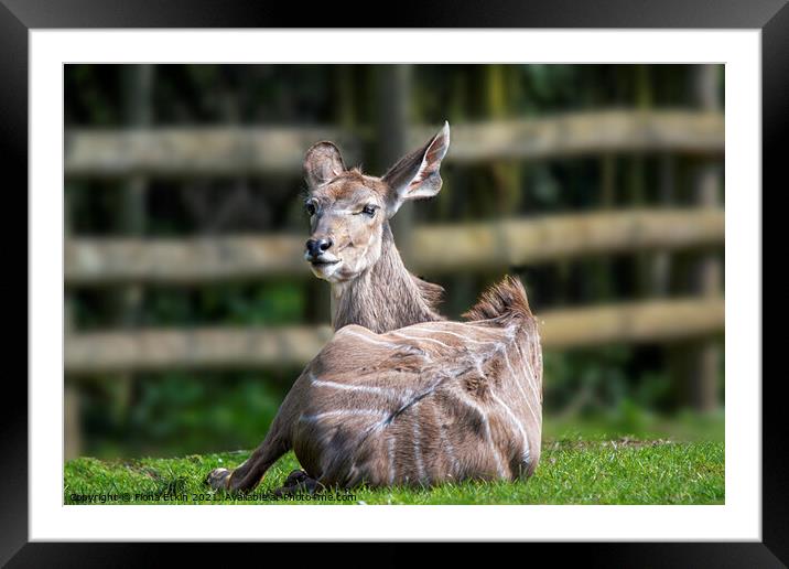 Greater Kudu lying in the sun Framed Mounted Print by Fiona Etkin