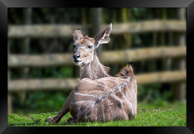 Greater Kudu lying in the sun Framed Print by Fiona Etkin