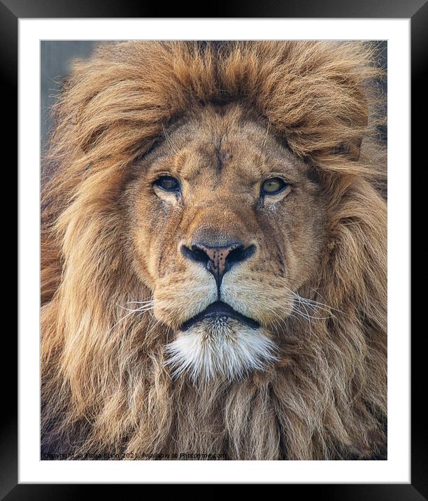 Lion portrait Framed Mounted Print by Fiona Etkin