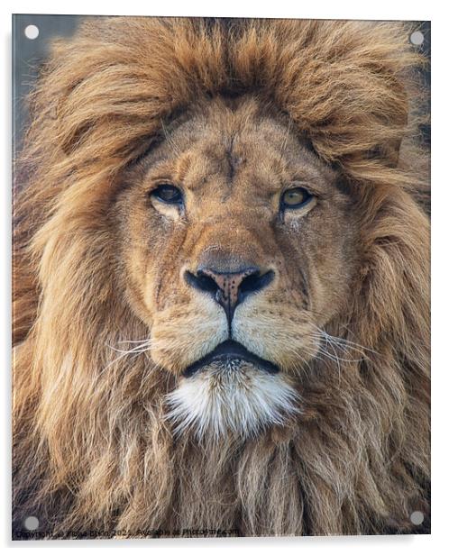 Lion portrait Acrylic by Fiona Etkin