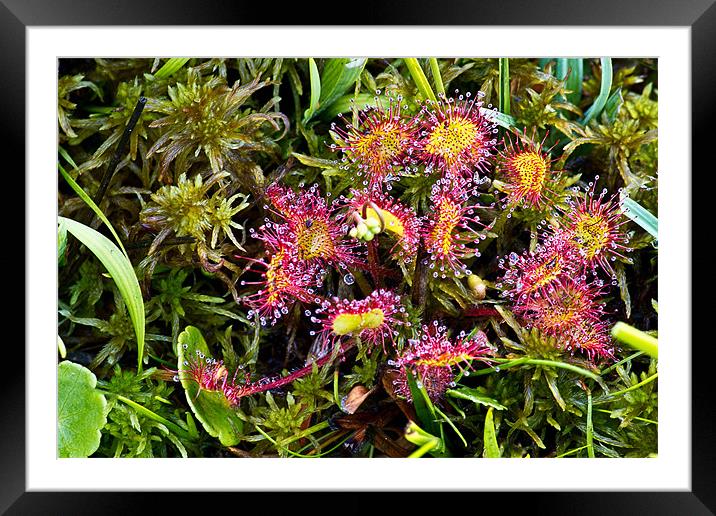 Round leaved Sundew - Drosera Framed Mounted Print by Alice Gosling