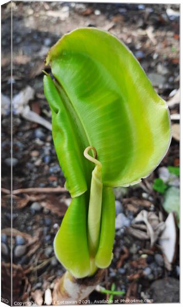A young banana leaf similar to an auricle reaches Canvas Print by Hanif Setiawan