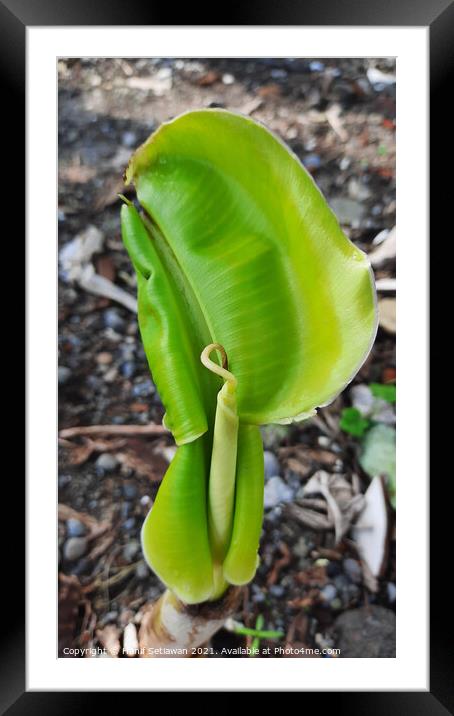 A young banana leaf similar to an auricle reaches Framed Mounted Print by Hanif Setiawan