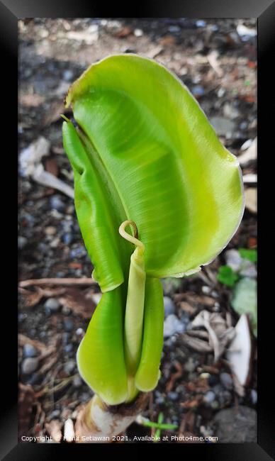 A young banana leaf similar to an auricle reaches Framed Print by Hanif Setiawan