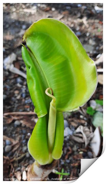 A young banana leaf similar to an auricle reaches Print by Hanif Setiawan