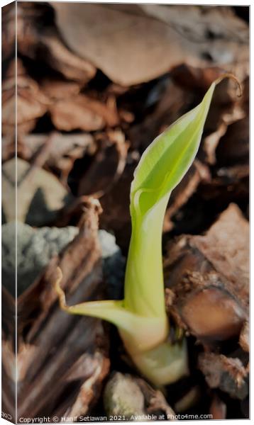 A young banana sprout reaches at earth light Canvas Print by Hanif Setiawan