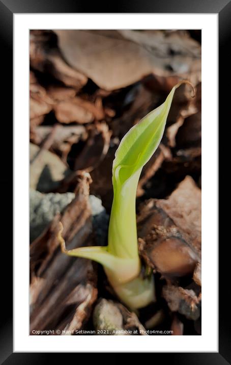 A young banana sprout reaches at earth light Framed Mounted Print by Hanif Setiawan