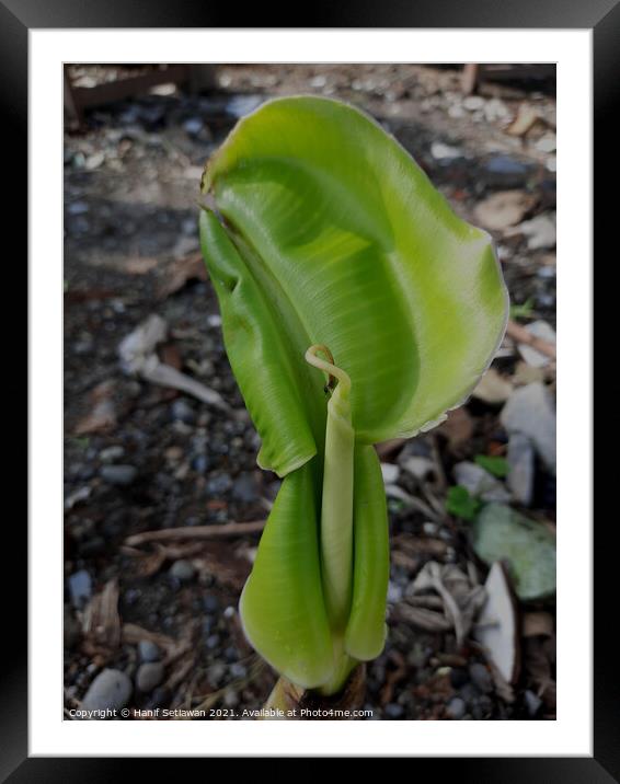 A young banana leaf similar to an auricle creeping Framed Mounted Print by Hanif Setiawan