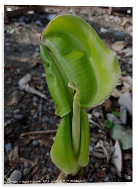 A young banana leaf similar to an auricle creeping Acrylic by Hanif Setiawan