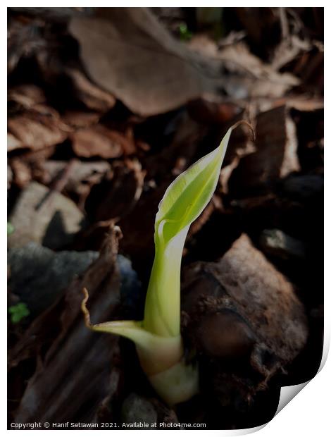 A young banana sprout creeping out of the soil Print by Hanif Setiawan