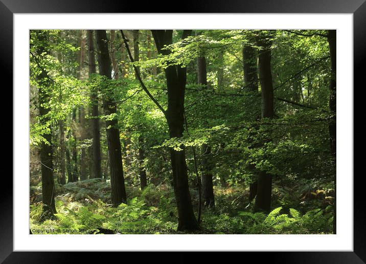  Beeech woodland,  Framed Mounted Print by Simon Johnson
