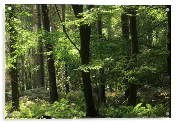  Beeech woodland,  Acrylic by Simon Johnson