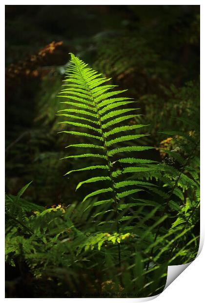 sunlit fern Print by Simon Johnson